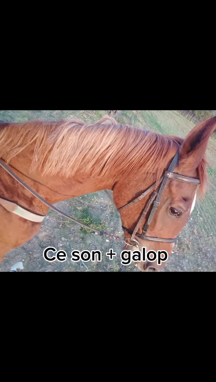 @🌲Ga&aacute;l Vanda🌲
