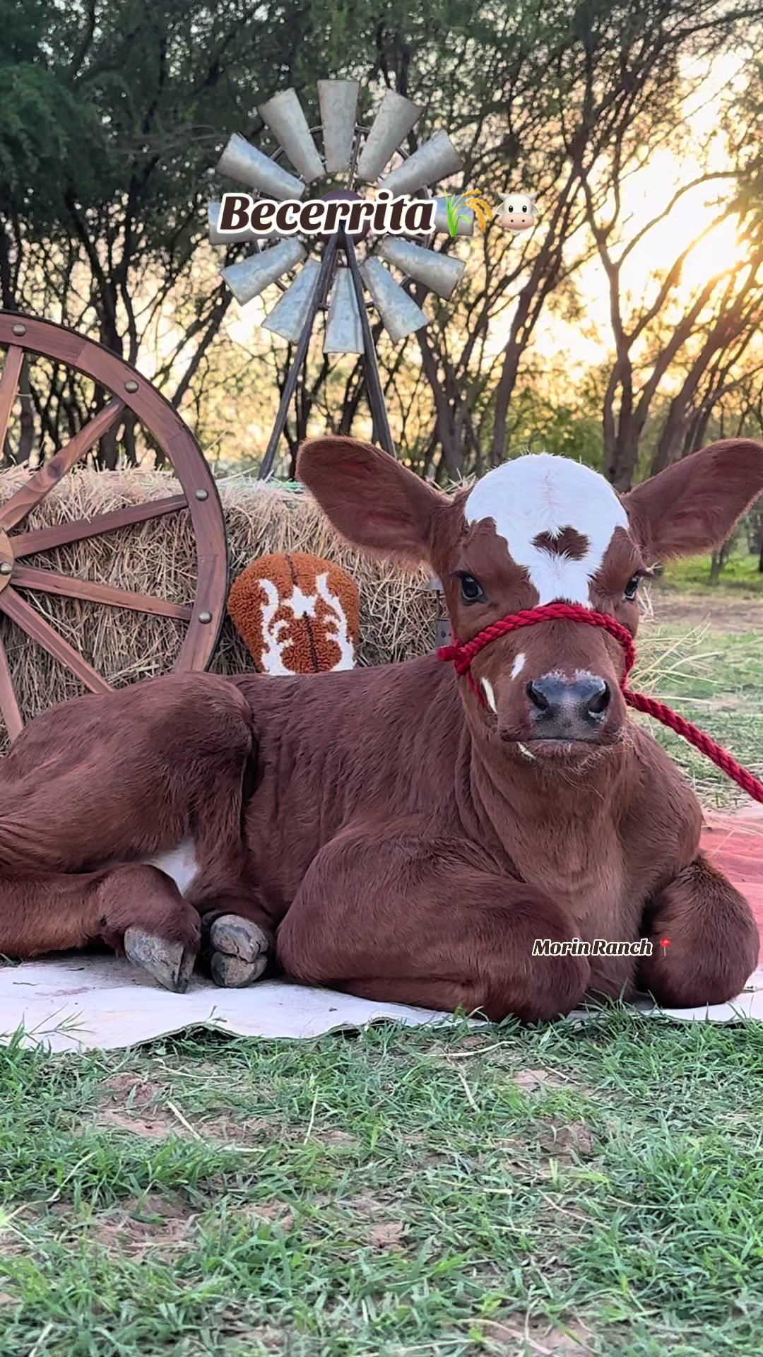 @Morin Ranch