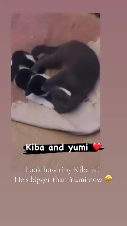 @9 cats and Nicola 🐾🐈🐈⬛🐾