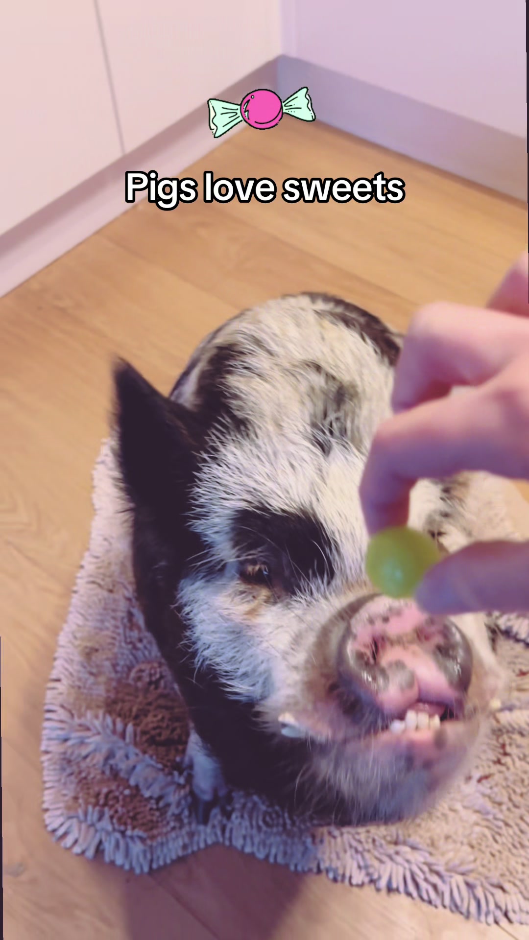@Pig in the house