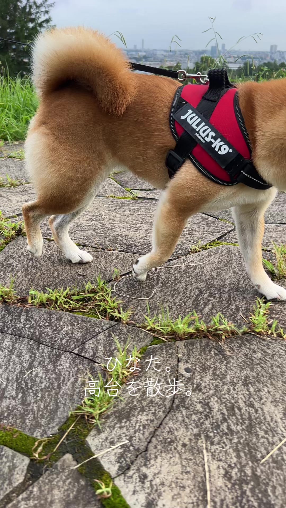 @ひでぽともぽ