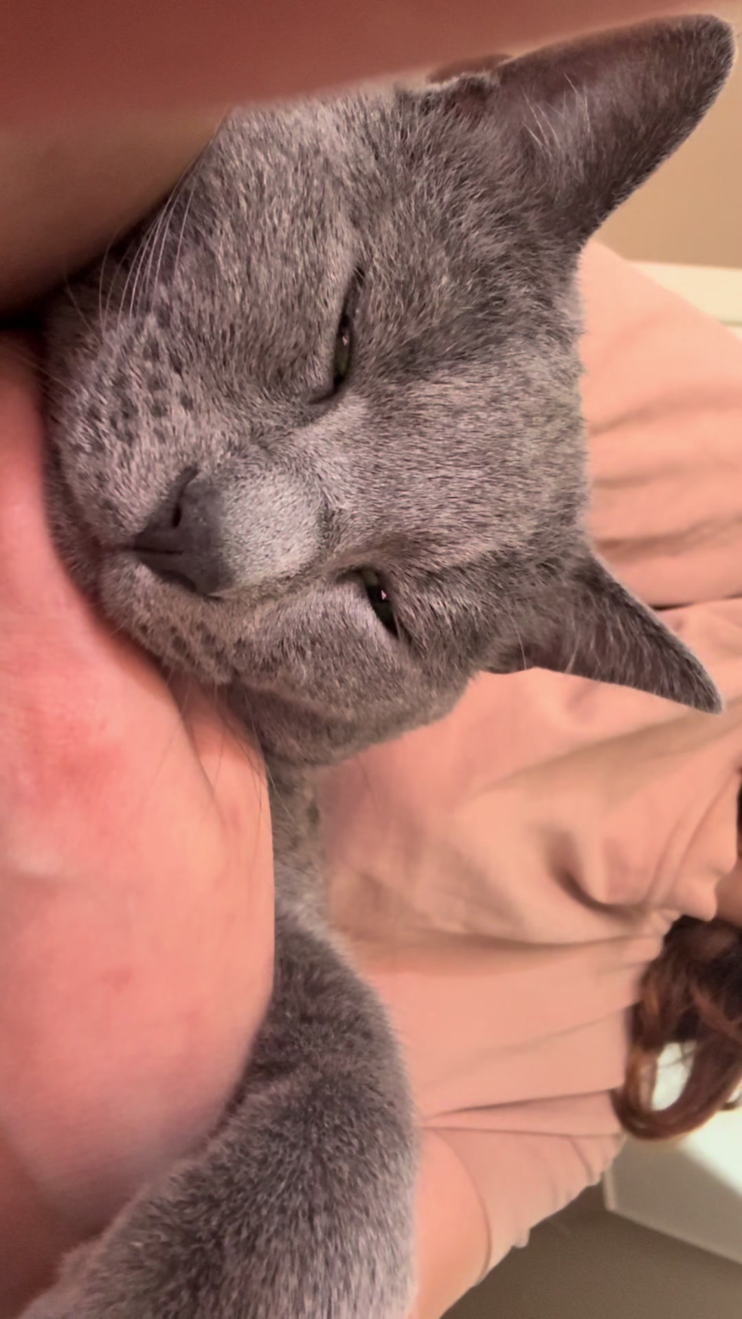 @Toby The Kitten