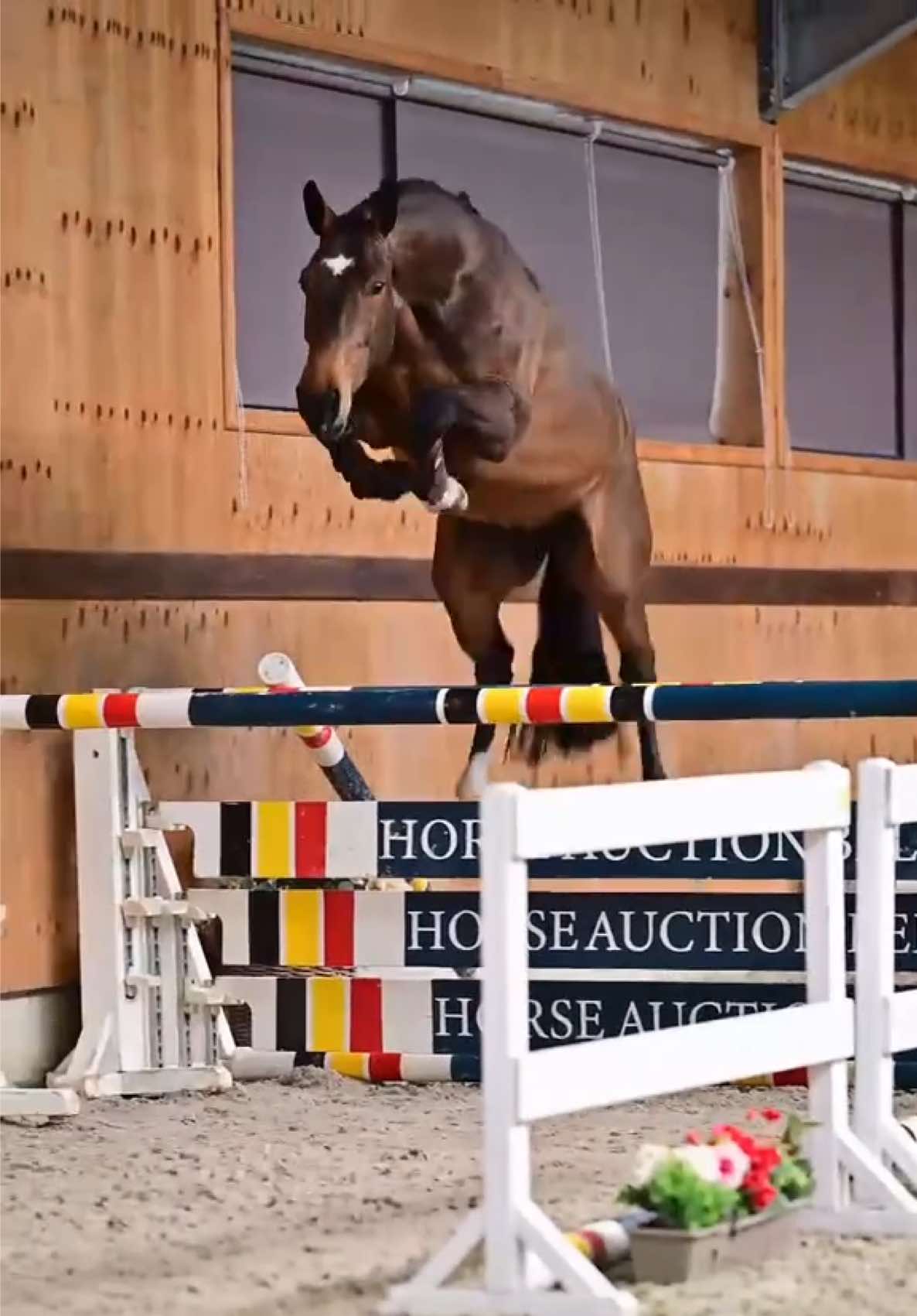 @HorseQuest - Horses for Sale