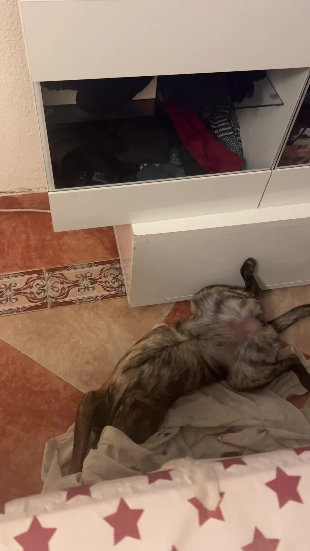 @adican_adiestradorcanino