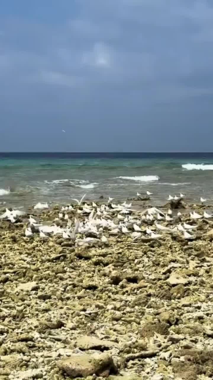 @amaan1949