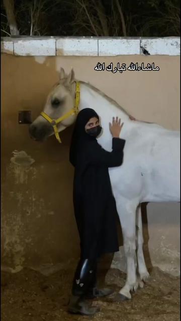@Toly 🐎.
