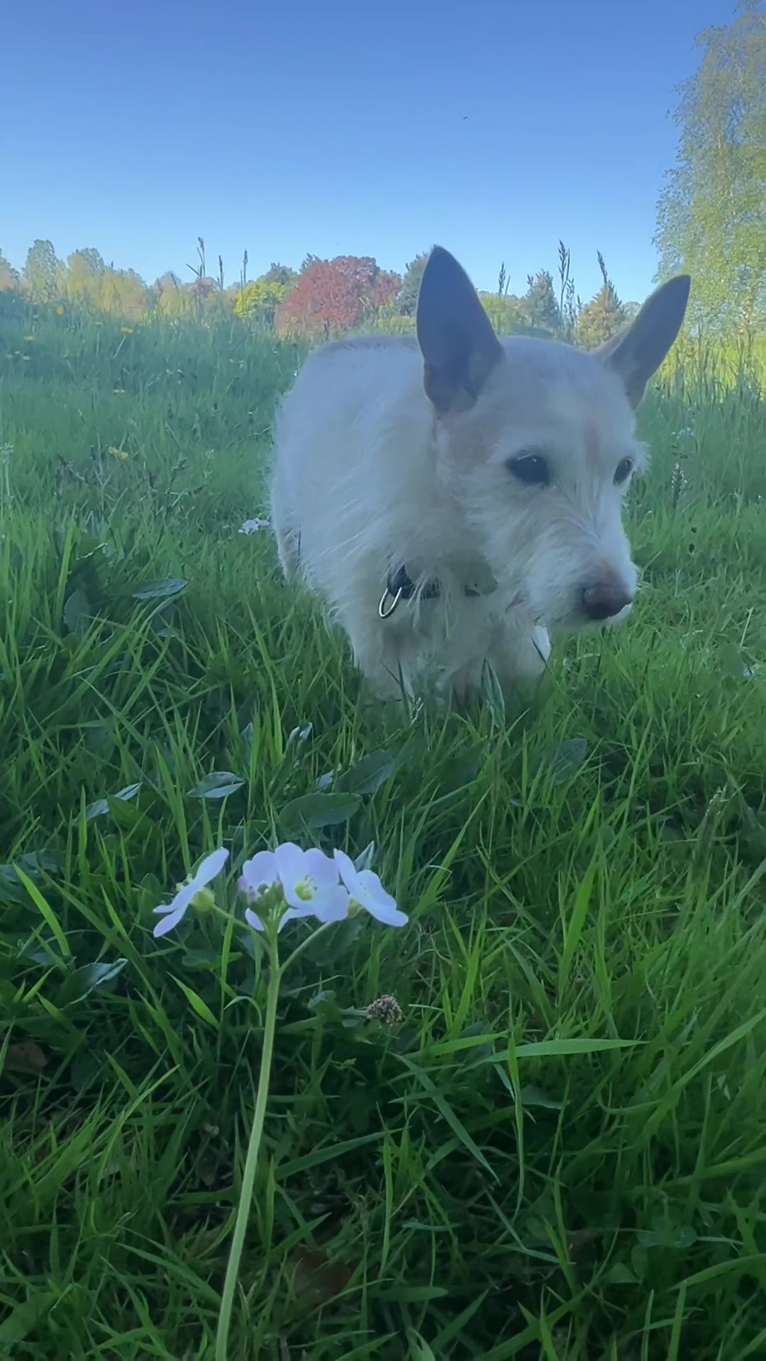 @Alfie the Dog