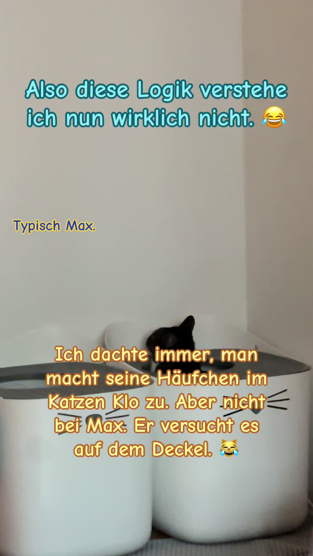 @Die süße kleine Katzencrew