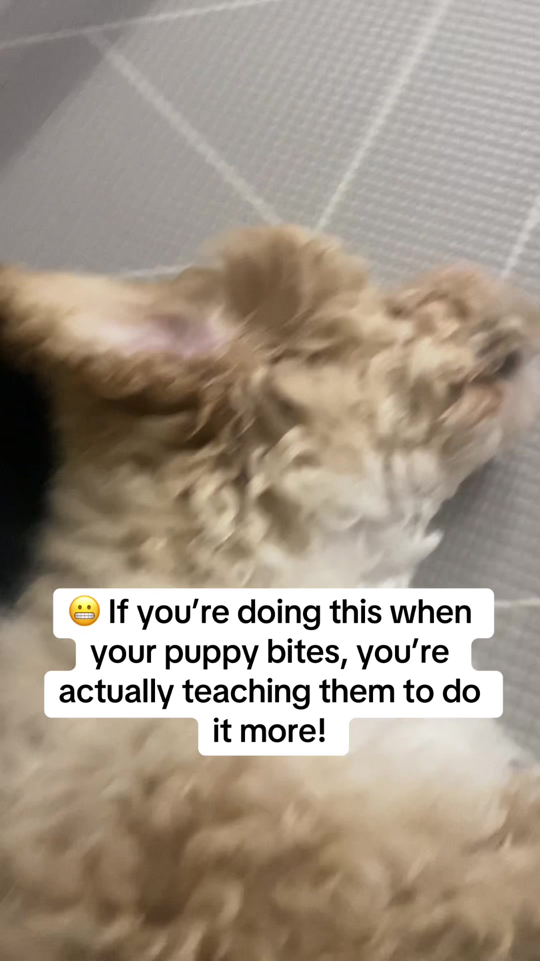 @Sara Professional Dog Trainer