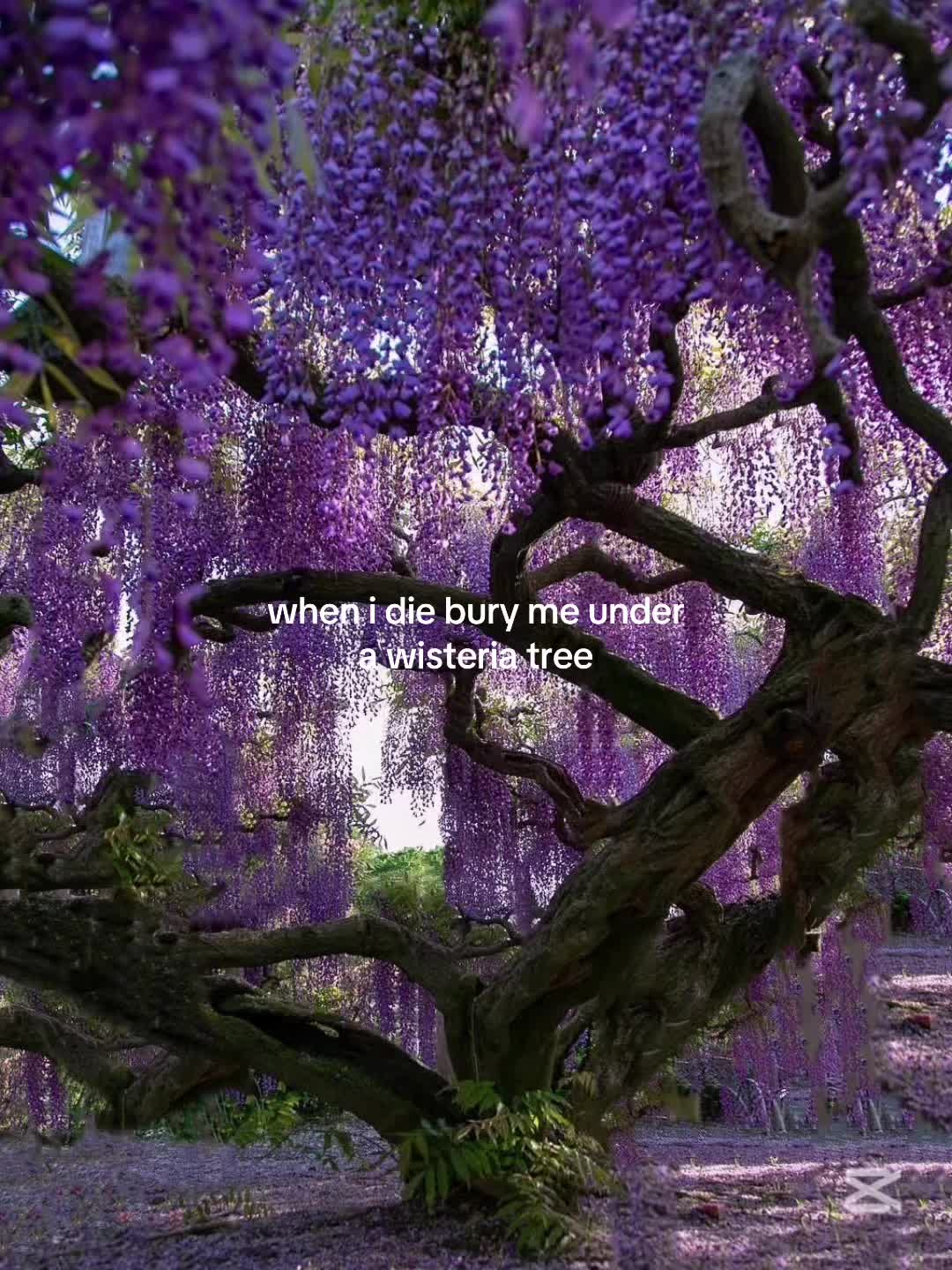 @ɢᴜɴʜɪʟᴅ⋆˚꩜。