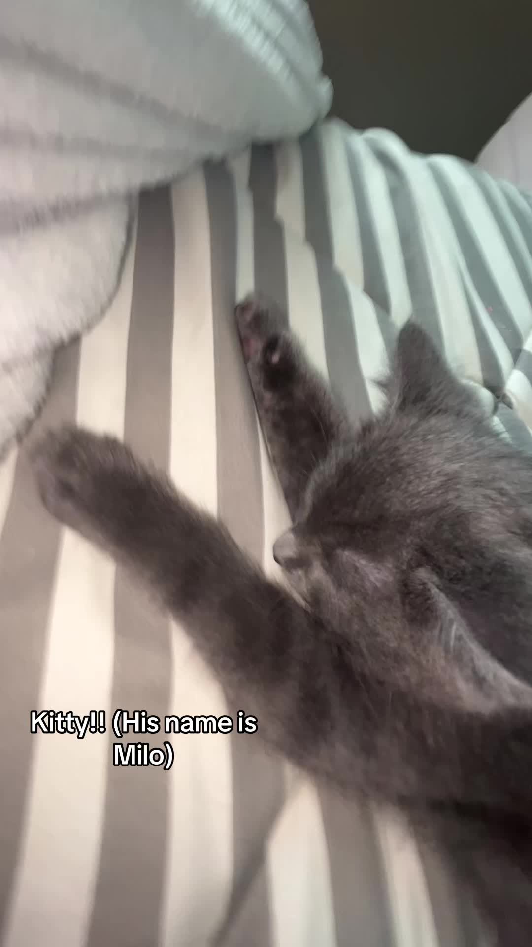 @LALA𐔌՞ ܸ.ˬ.ܸ՞𐦯