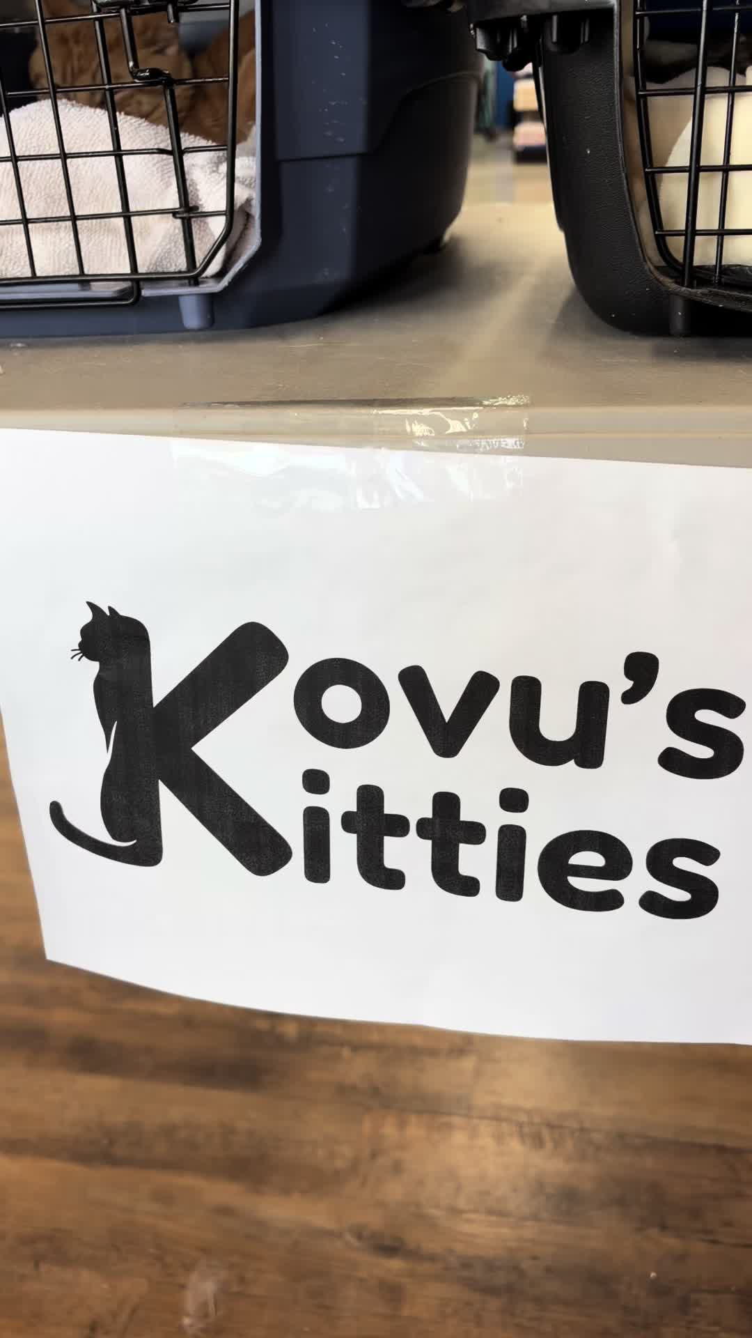 @Kovu’s Kitties