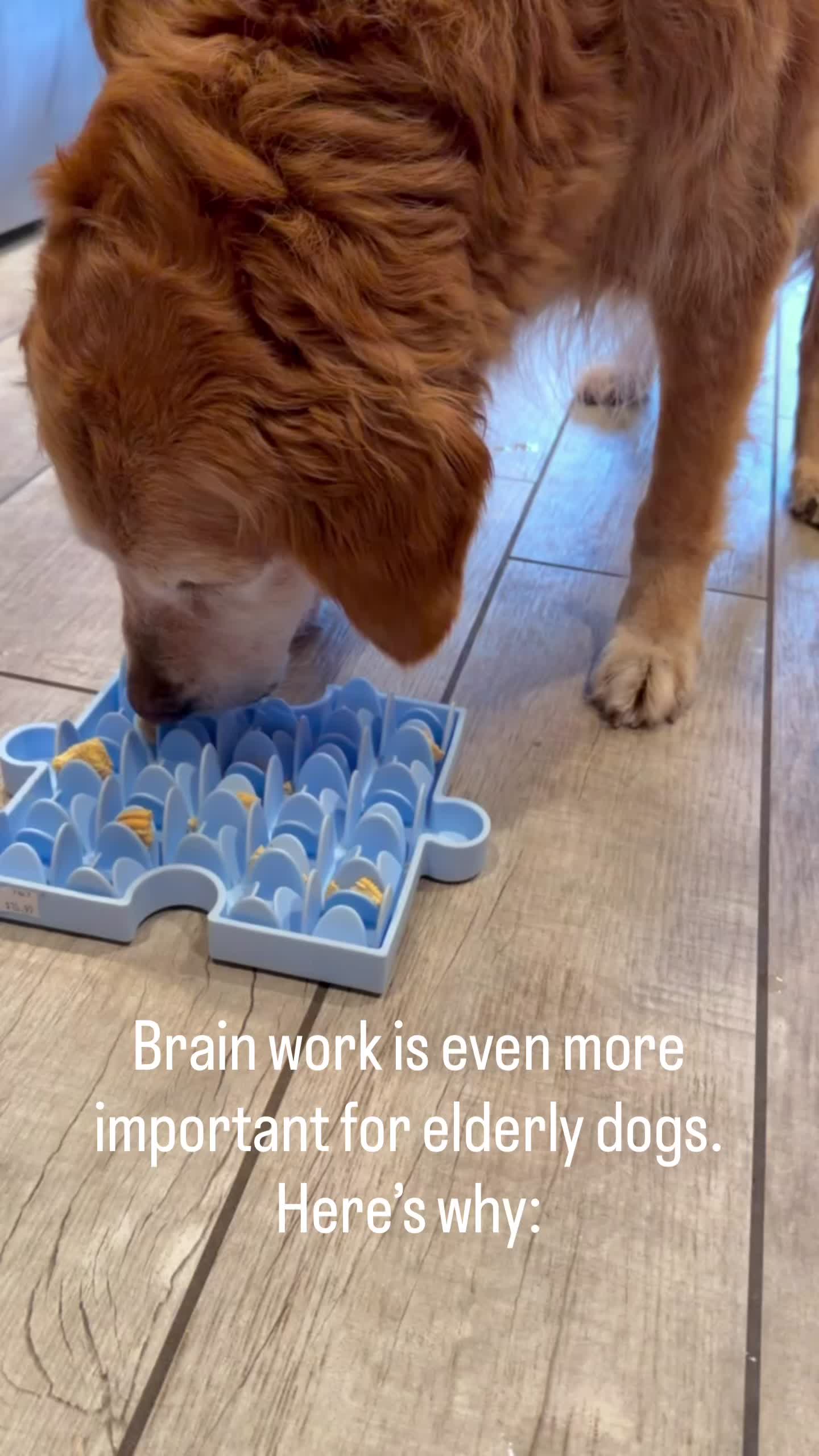 @DogMomisms
