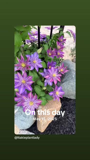 @Nakieplantlady