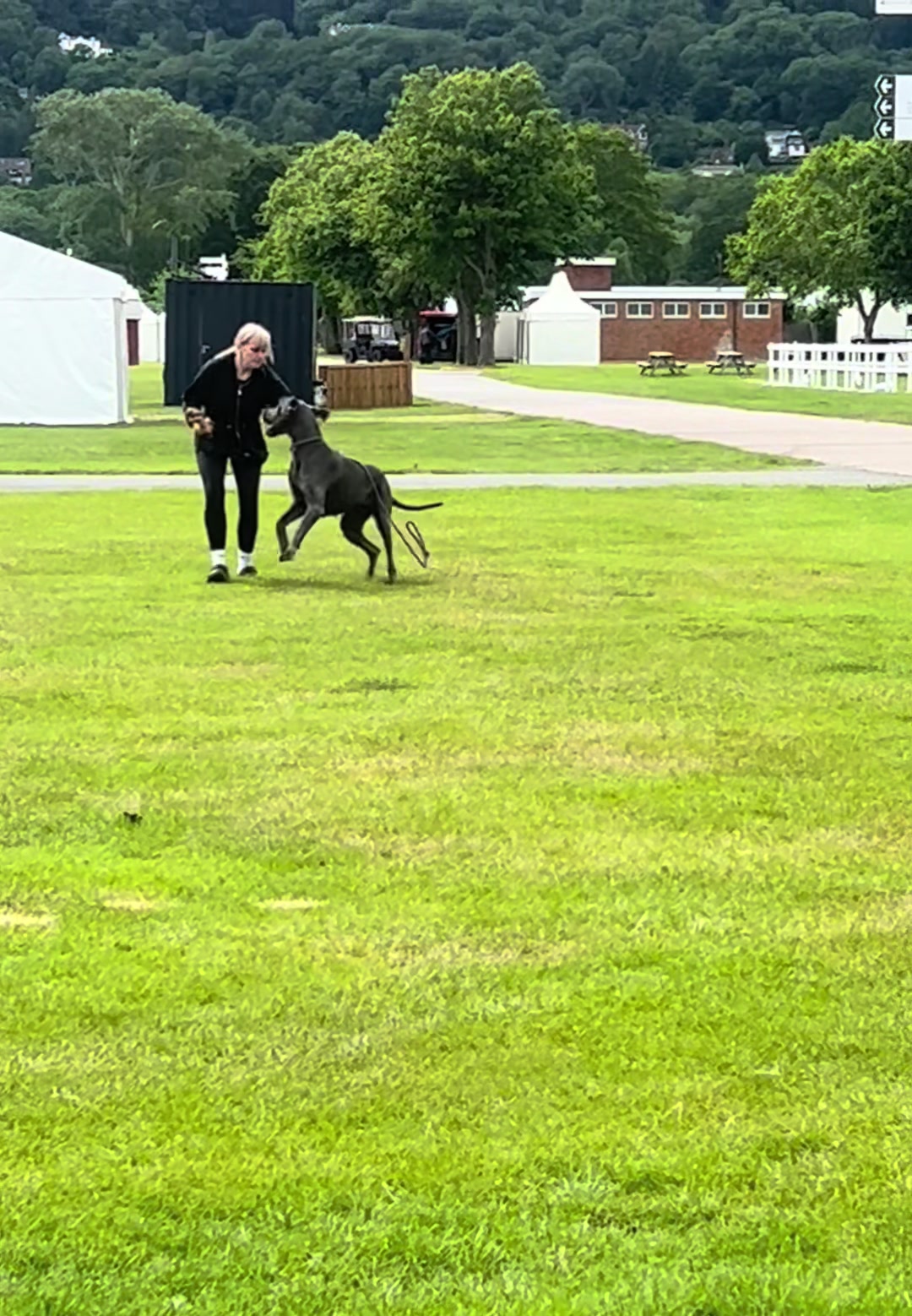 @Chateaudain Great Danes