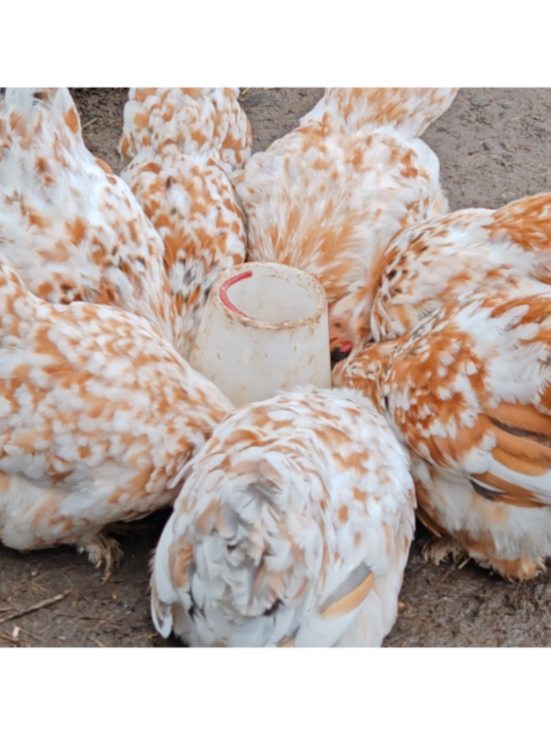 @Little Laying Chickens Shop