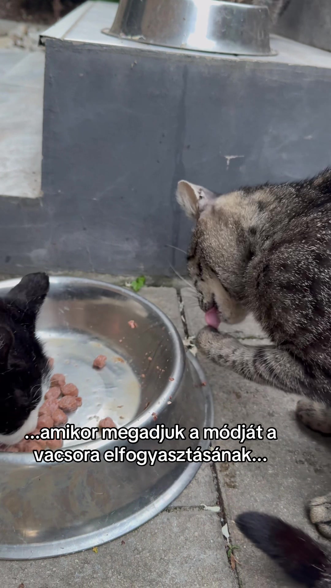 @🌻Kiss Heni & the CATS🐈⬛