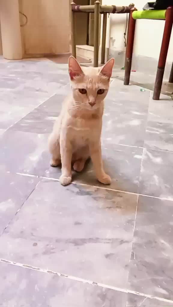 @cutecatlover8172