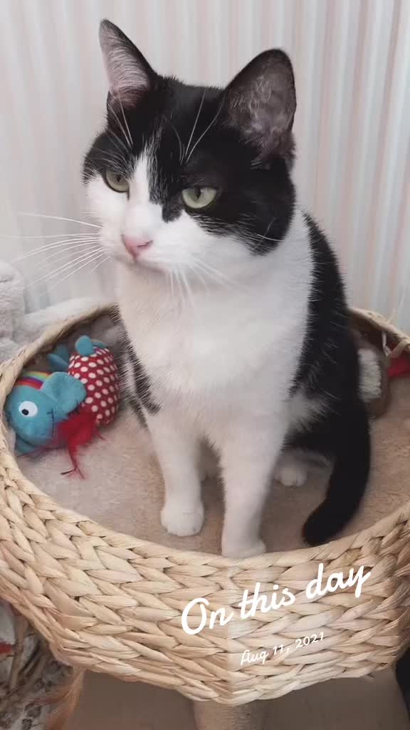 @Kobe the Kitty
