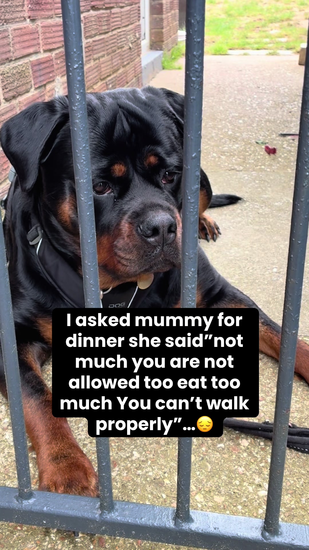 @❤️Rottiexena❤️Rottweiler Dog