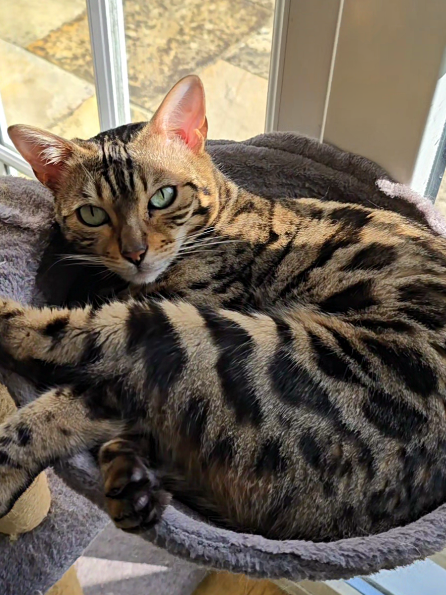 @Paris the Bengal cat