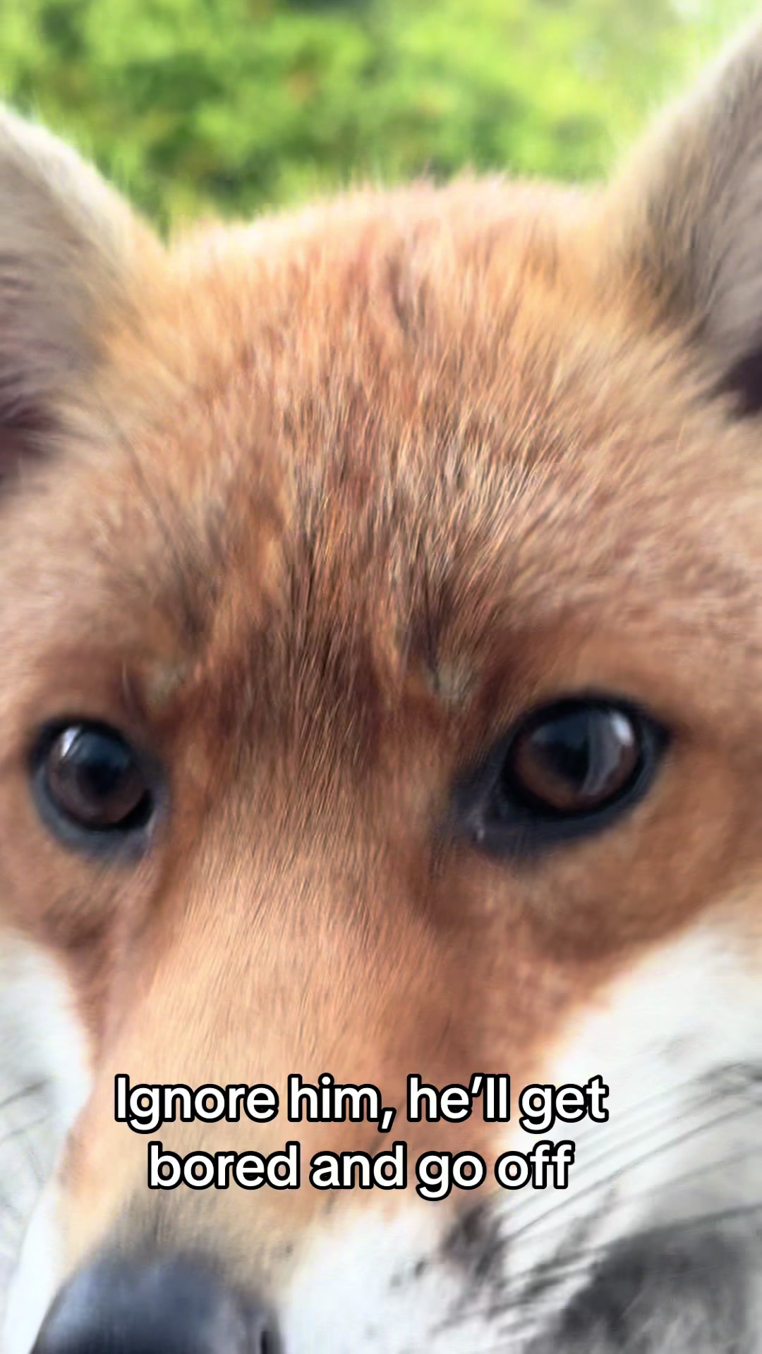 @gp_foxes