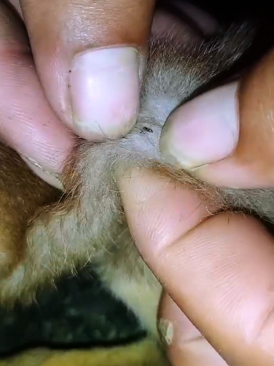 @dog757