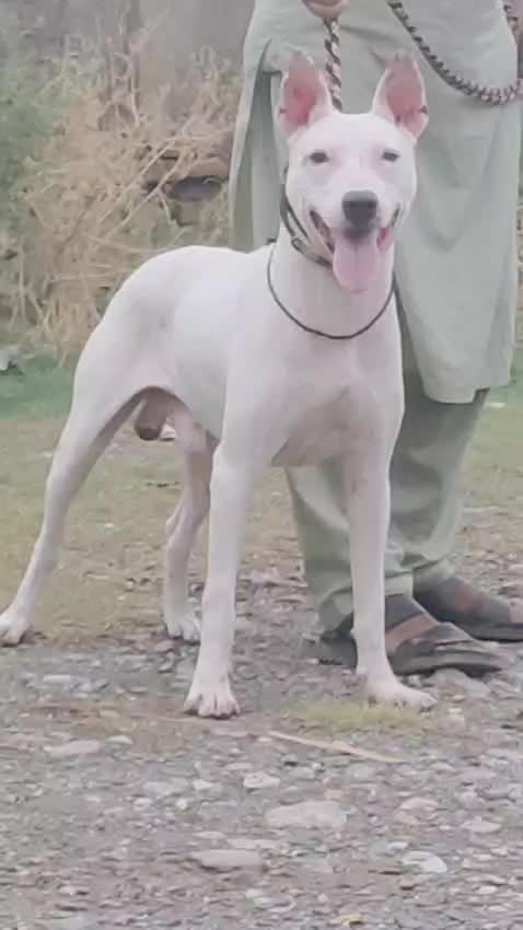 @Peshwar Dogs Center