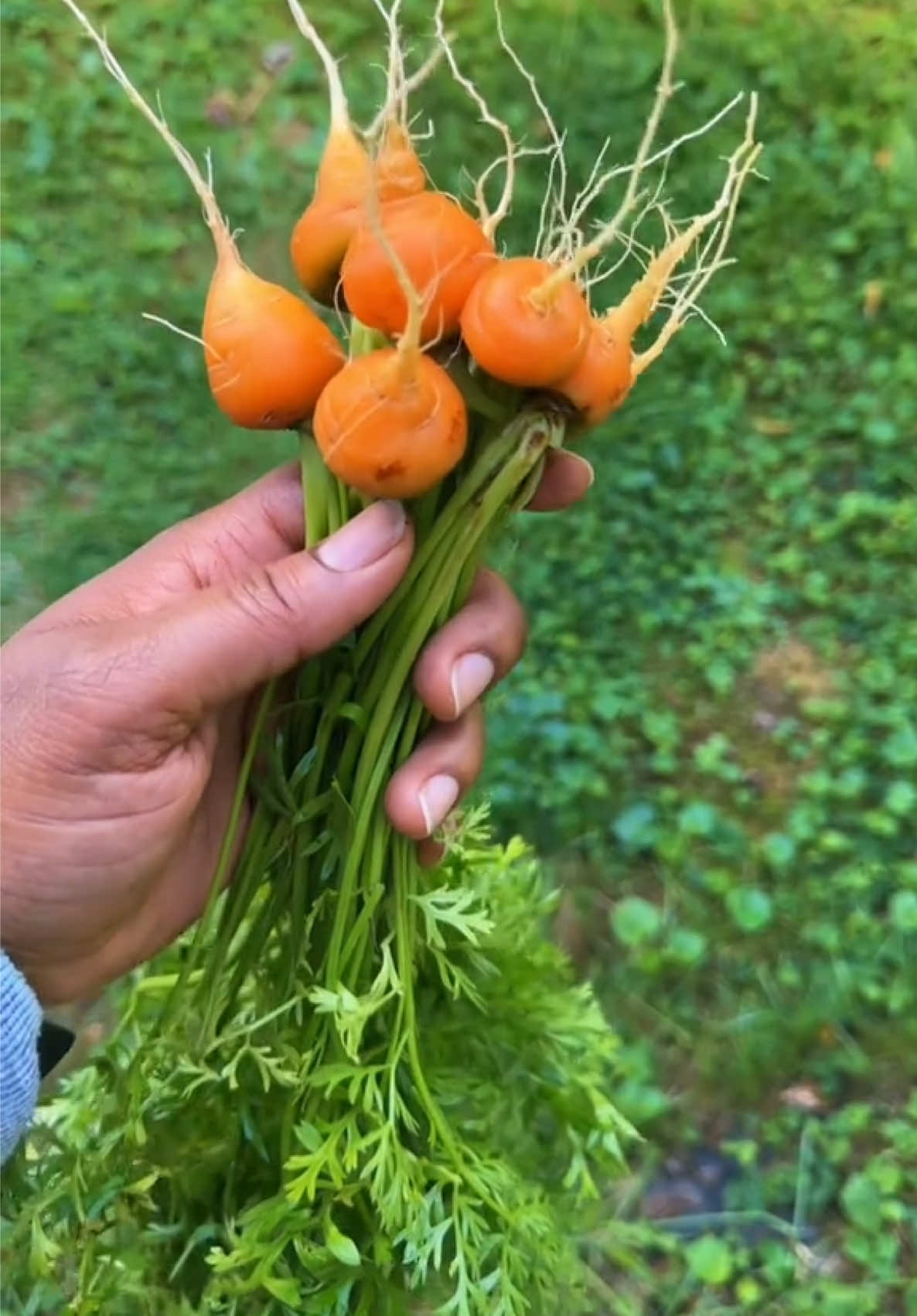 @My Everchanging Garden