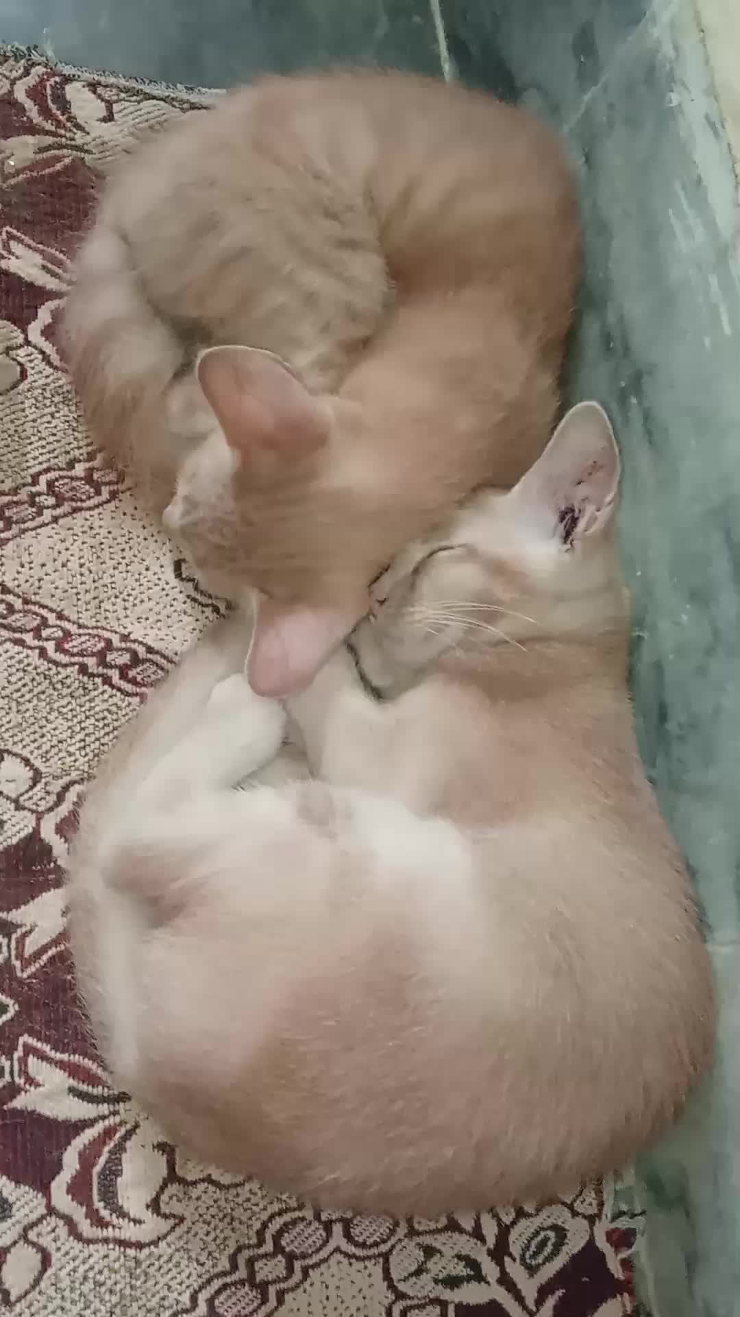 @cutecatlover8172