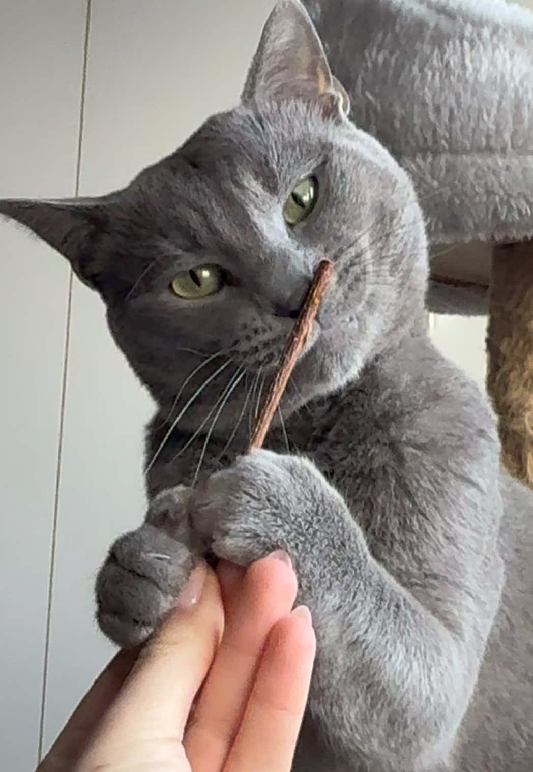 @Toby The Kitten