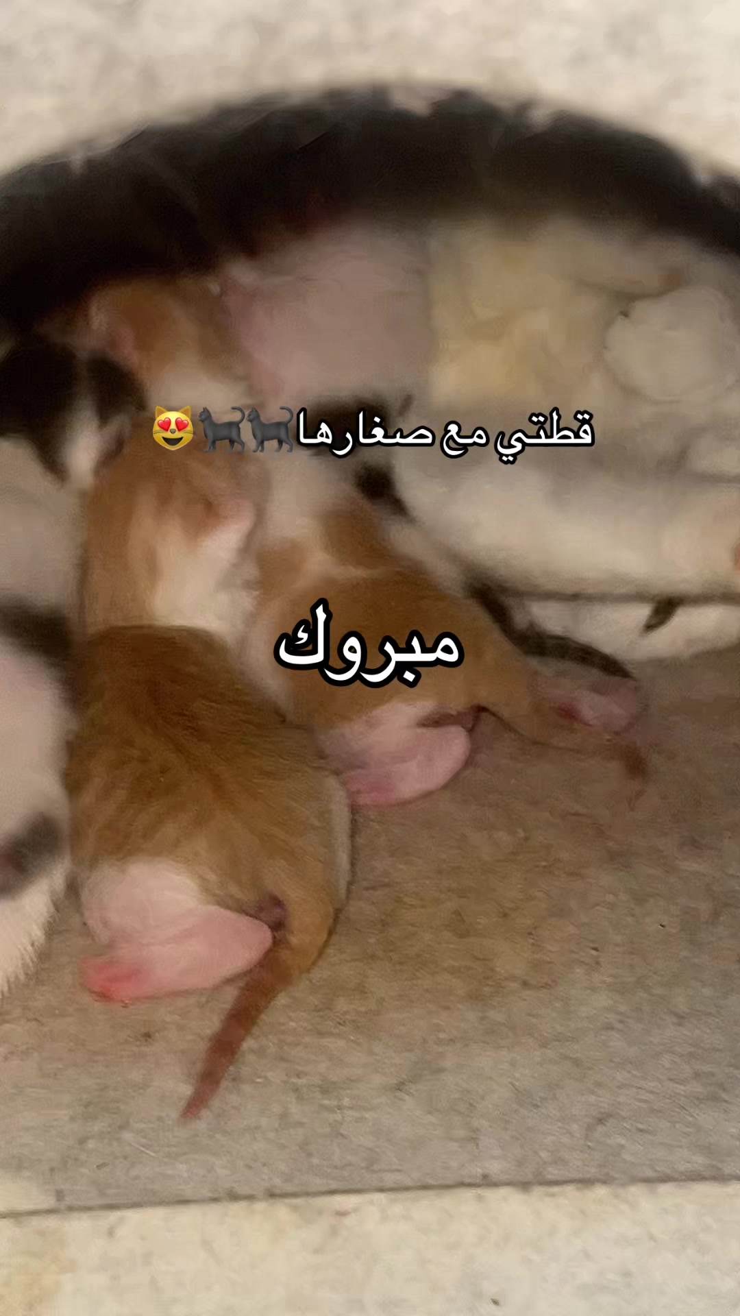 @Nousebah🌸