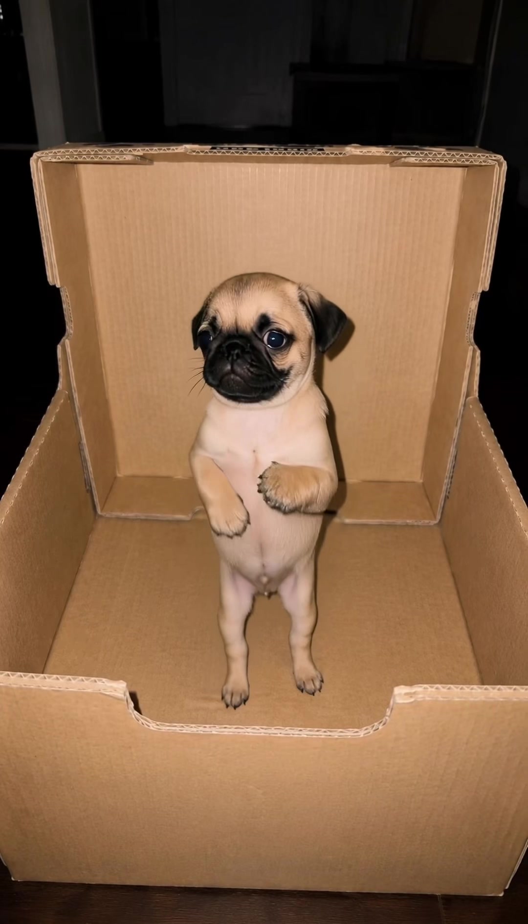 @dogmotion