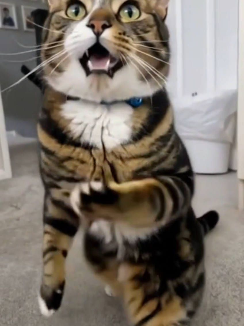 @Banjothecat2024