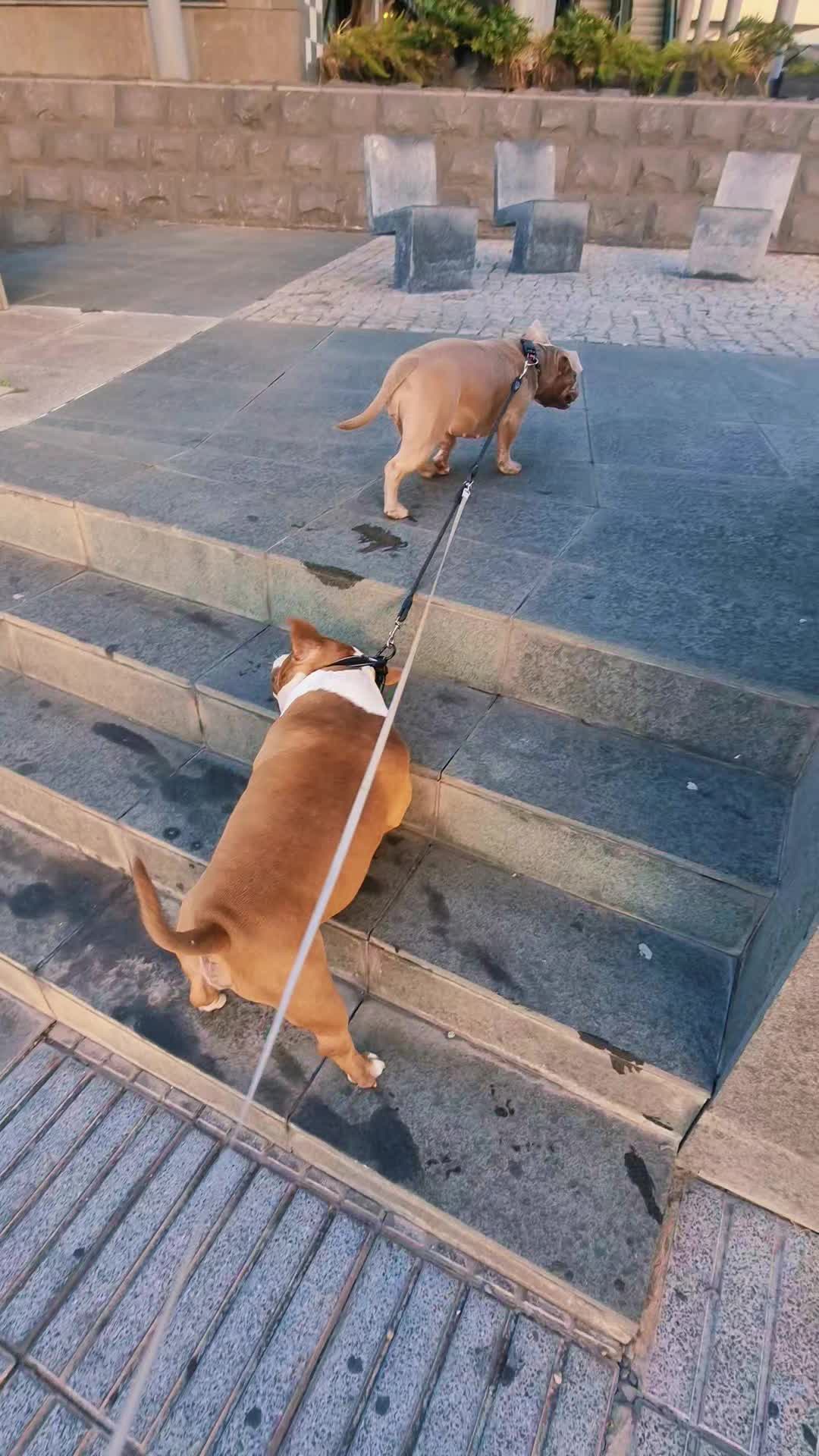@Americanbully.Boyka