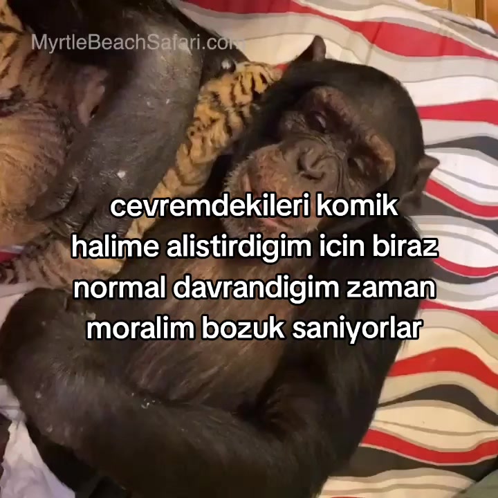 @rolland
