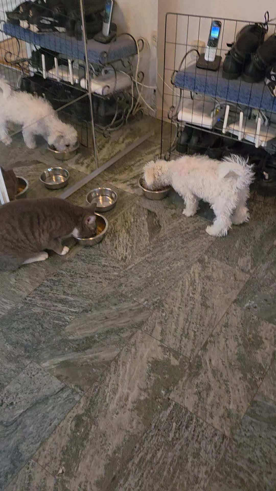 @TessiBichon