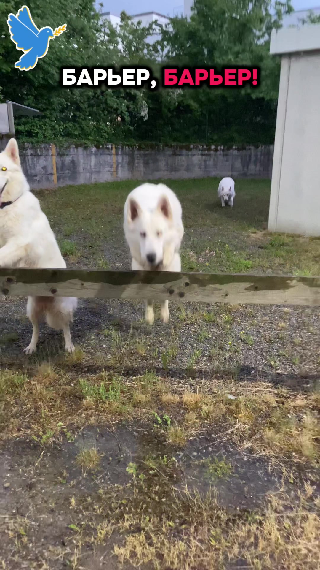 @white_ange_dog
