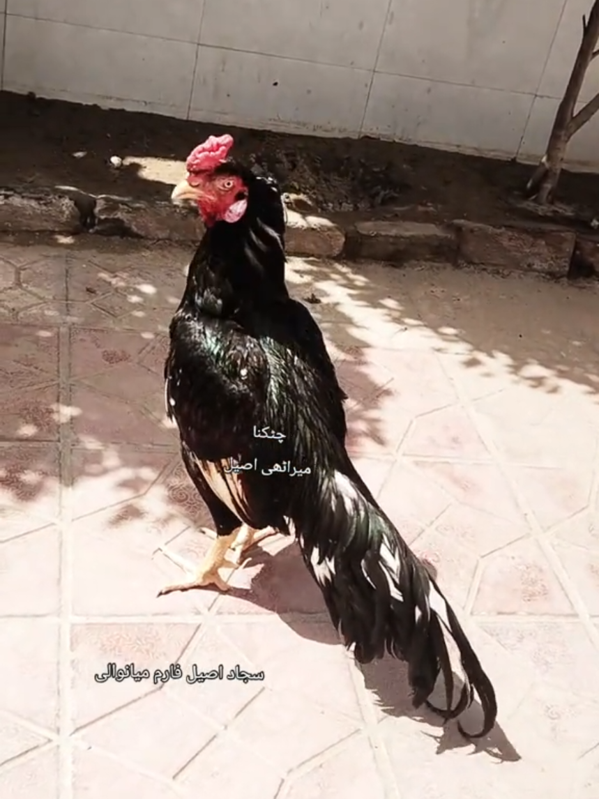 @Sajjad Aseel Farm
