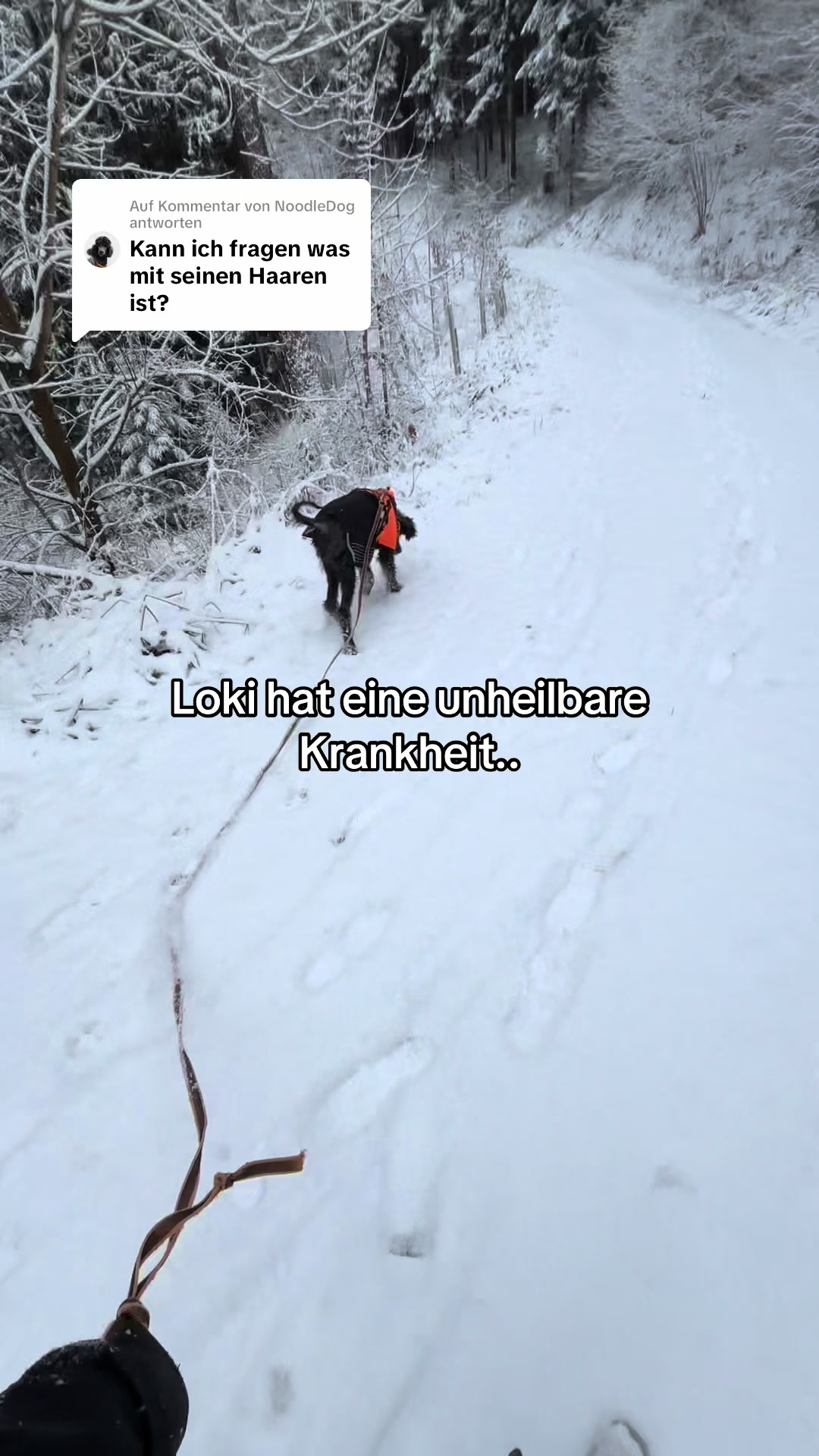 @Stinkebär