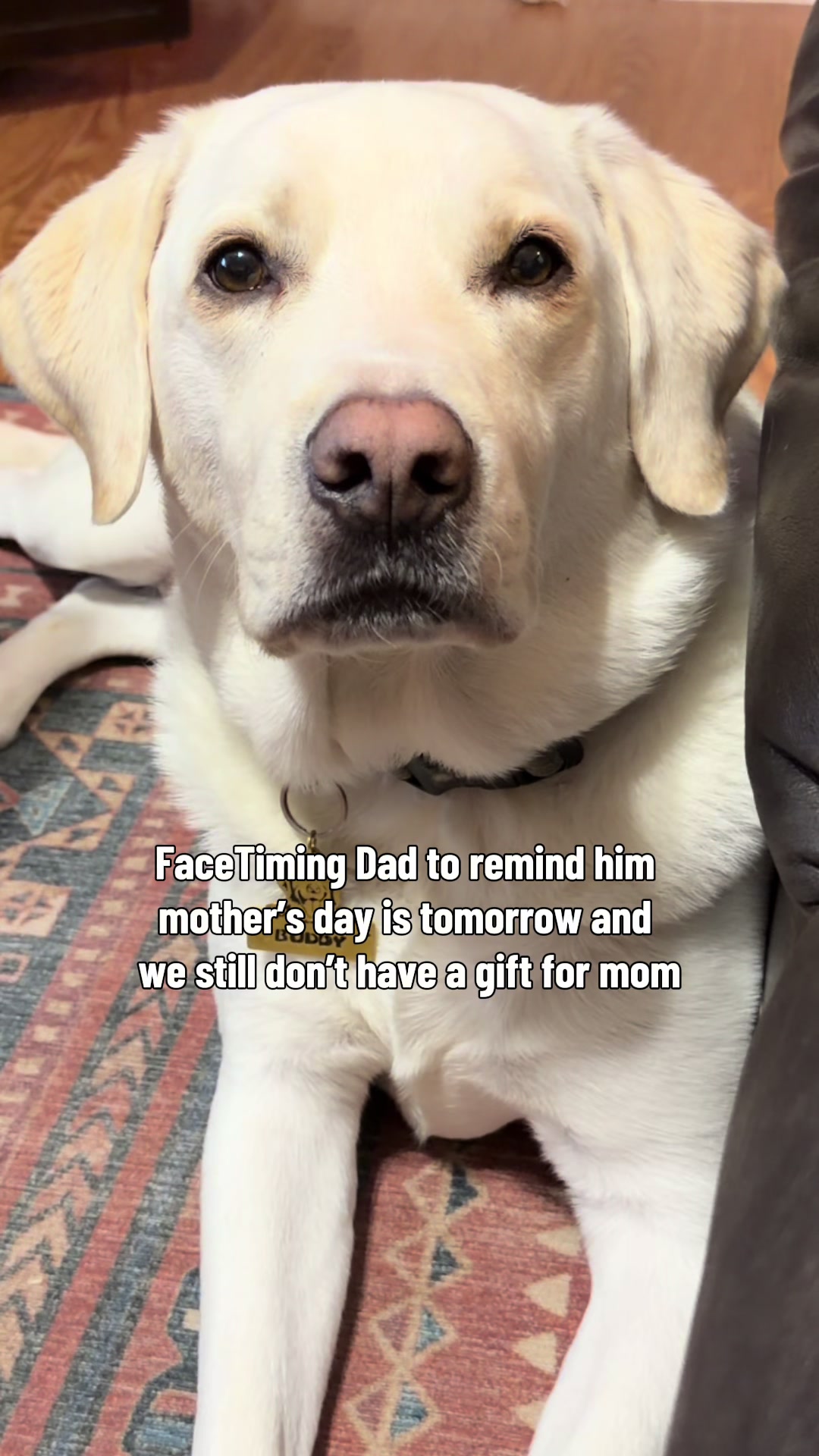 @Buddy_the_lab