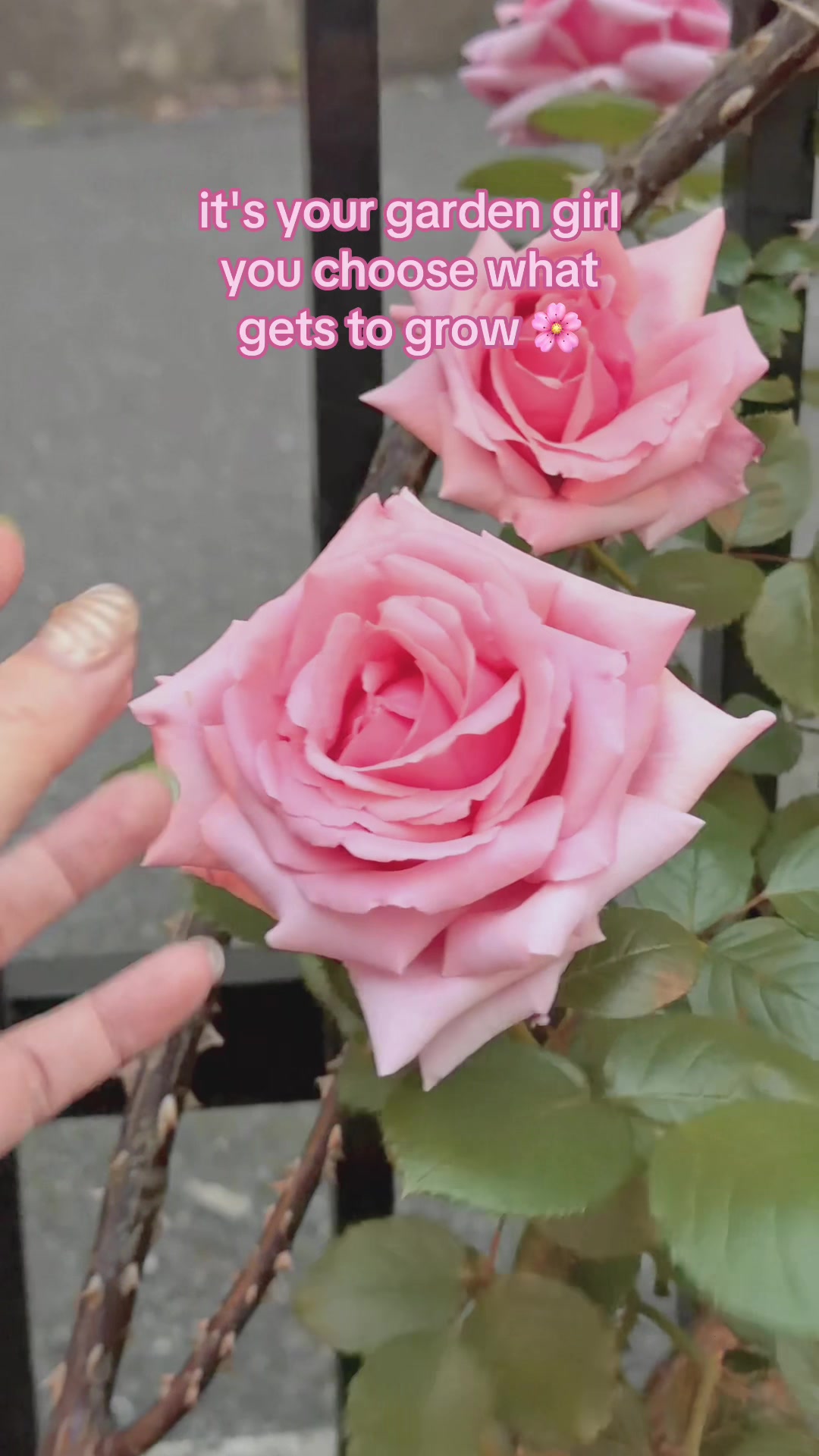 @therese adoremos ✿