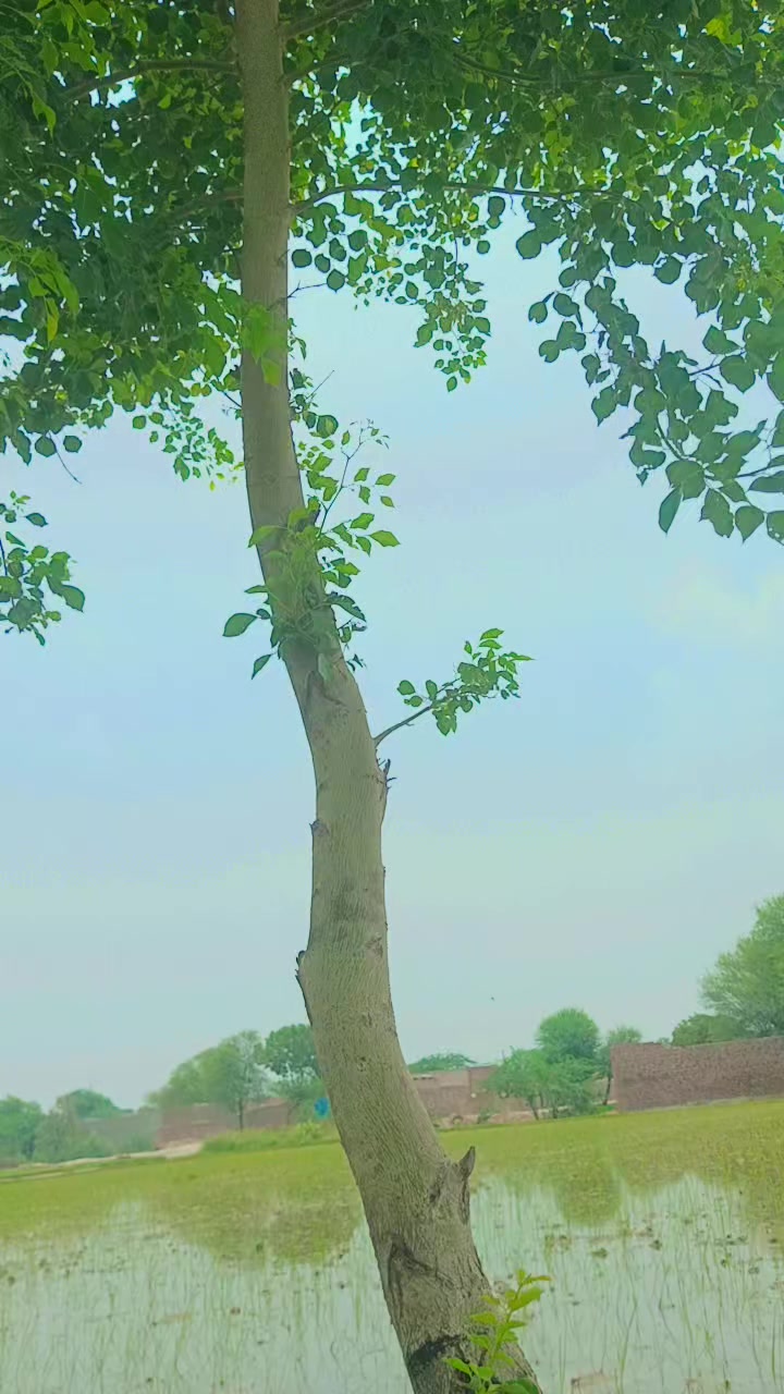 @🦅Talbaniya AraiN🦅