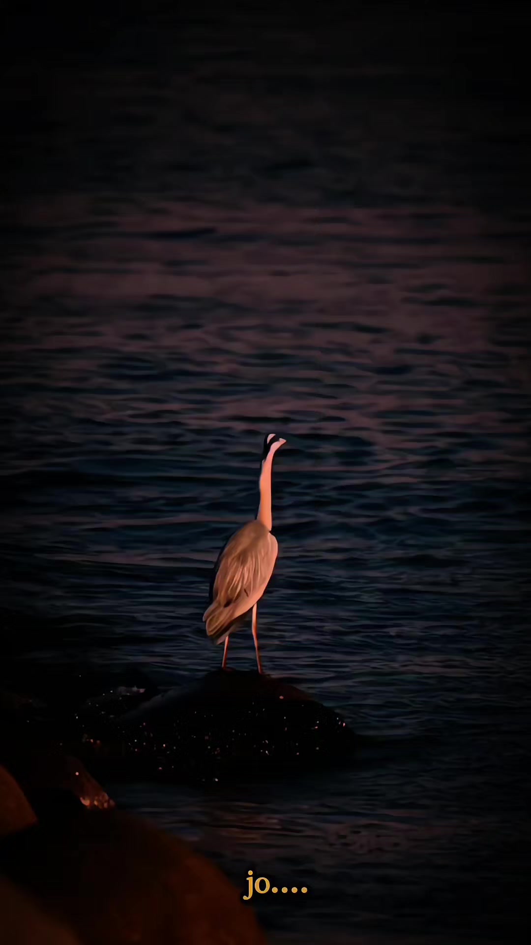 @𝒋𝒐𝒗𝒂𝒏𝒚