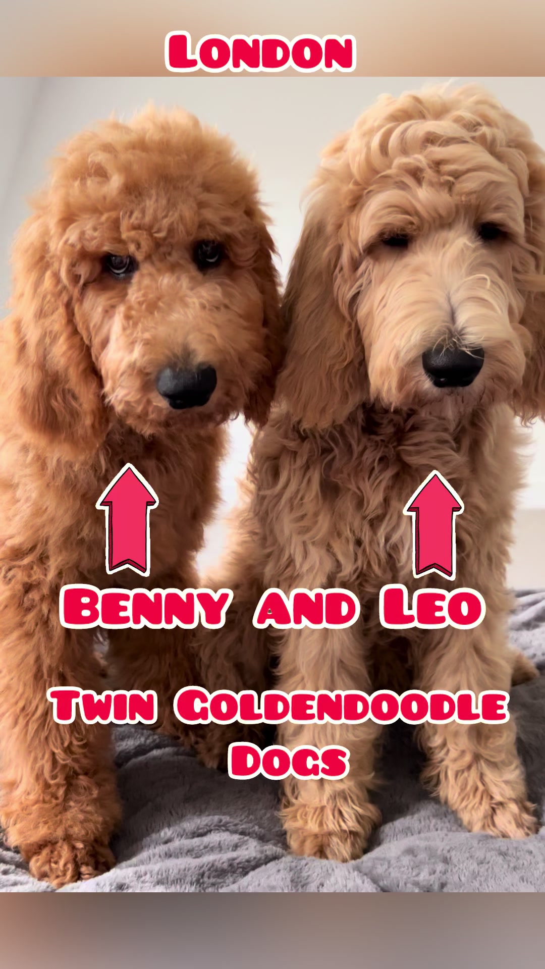 @Twin dogs Benny and Leo