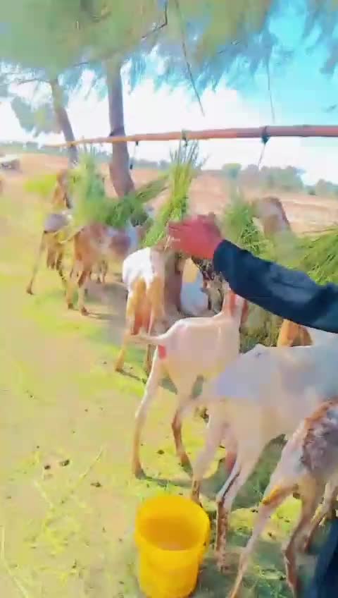 @Malik Rashid