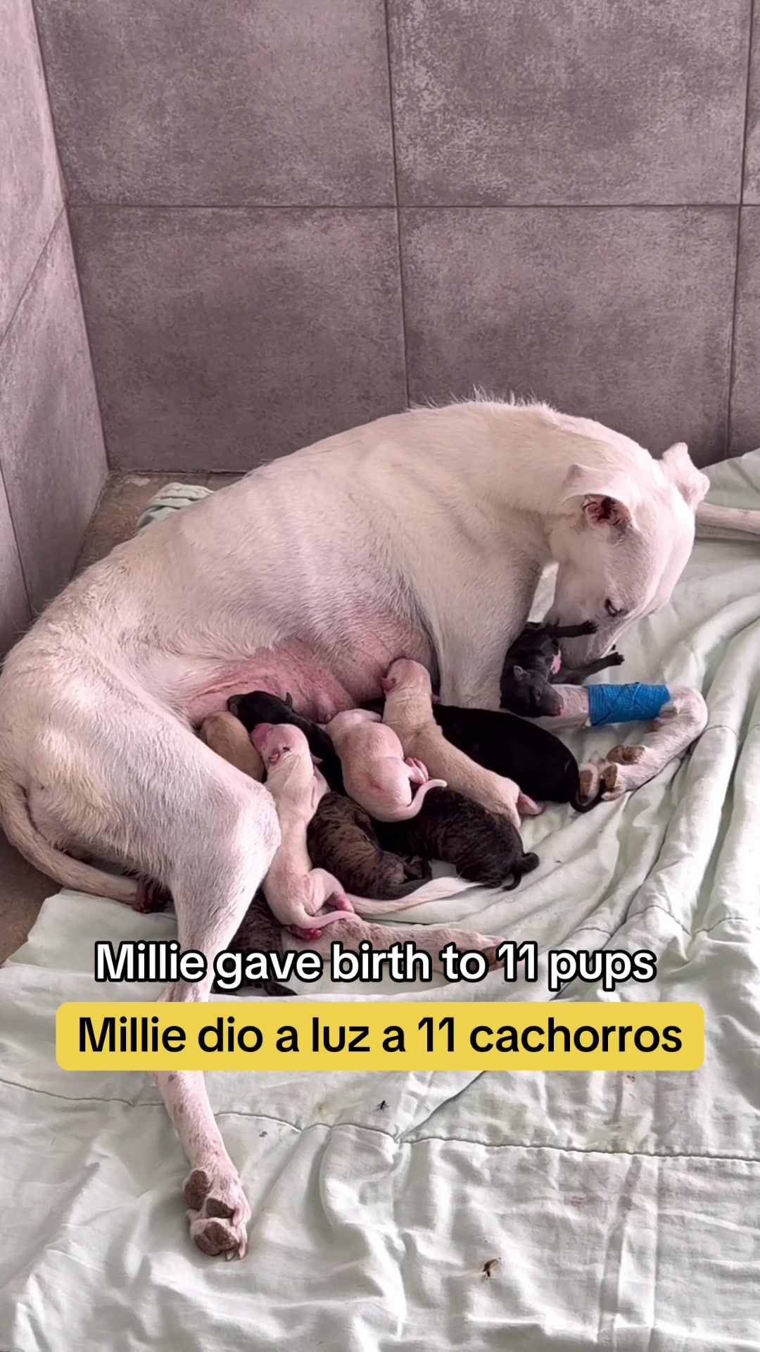 @Galgos del Sol