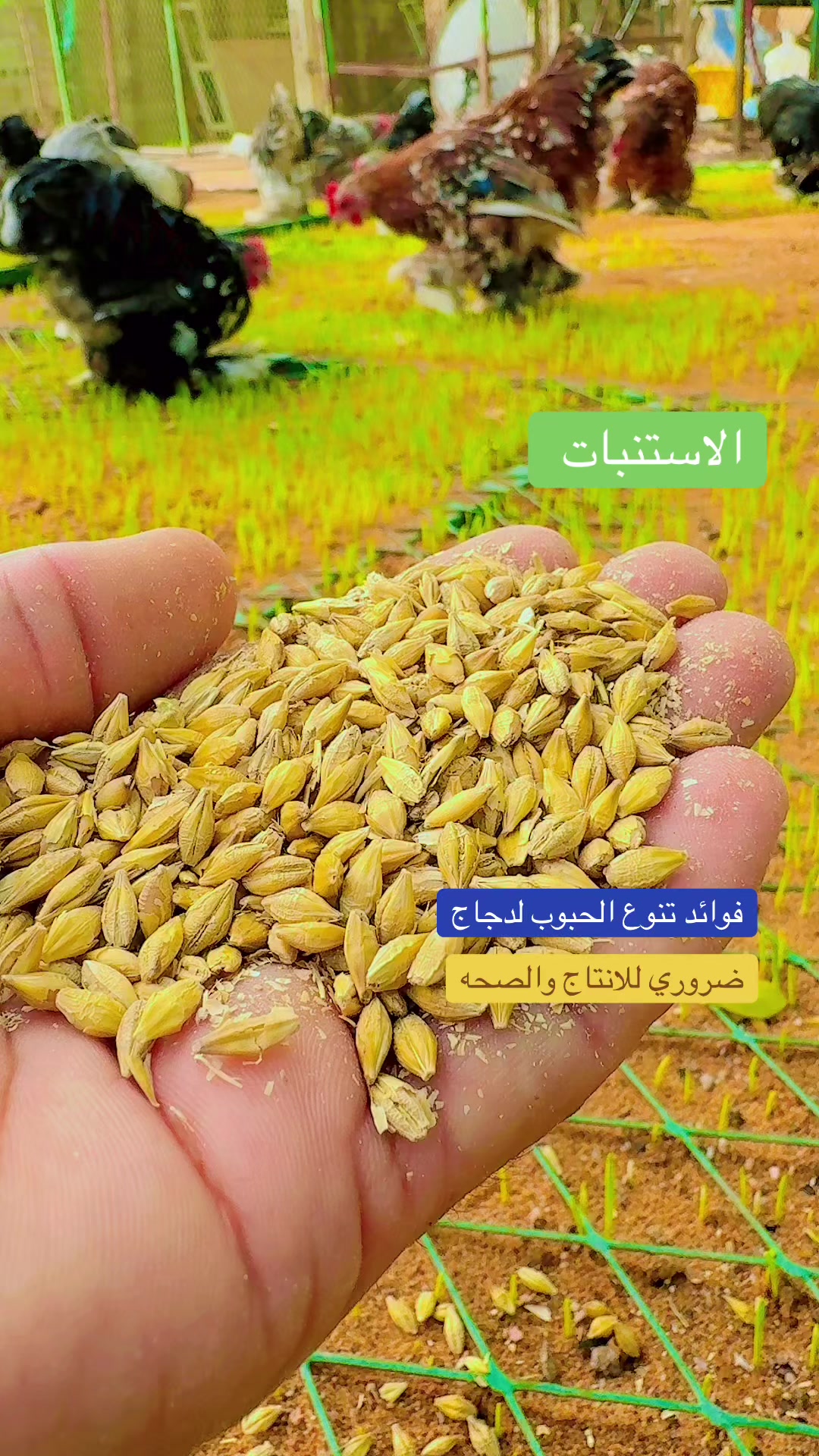 @نوادر الدجاج الزينه