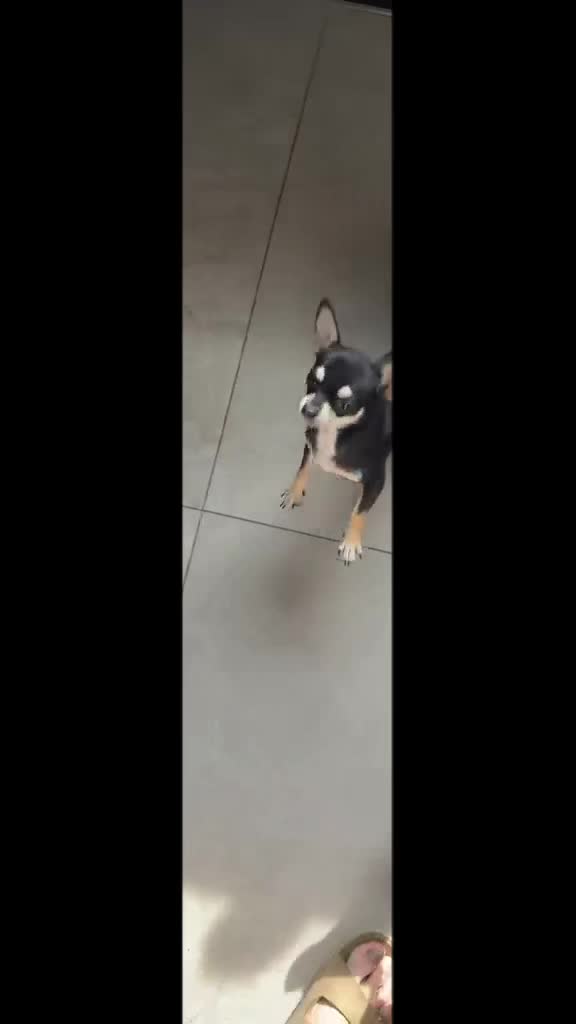 @Suffolk Chihuahuas