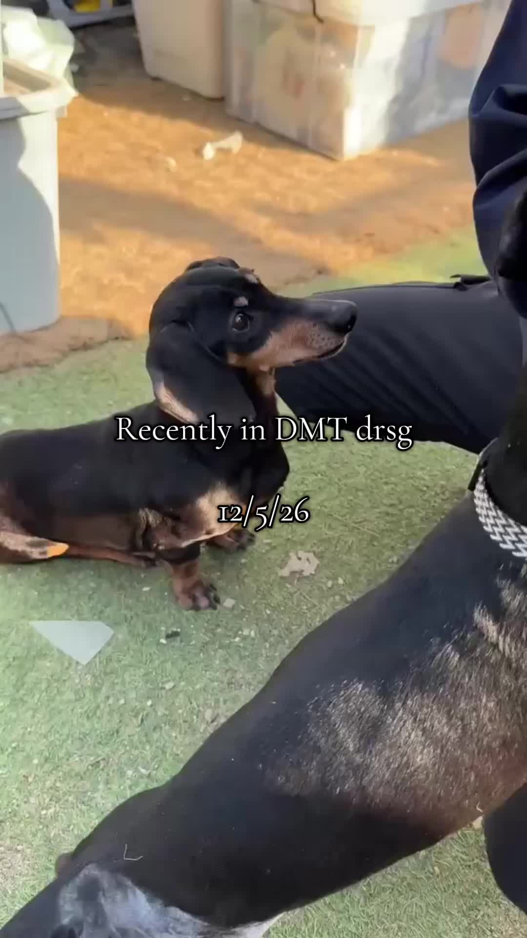@DMT Dachshund Rescue 🐾